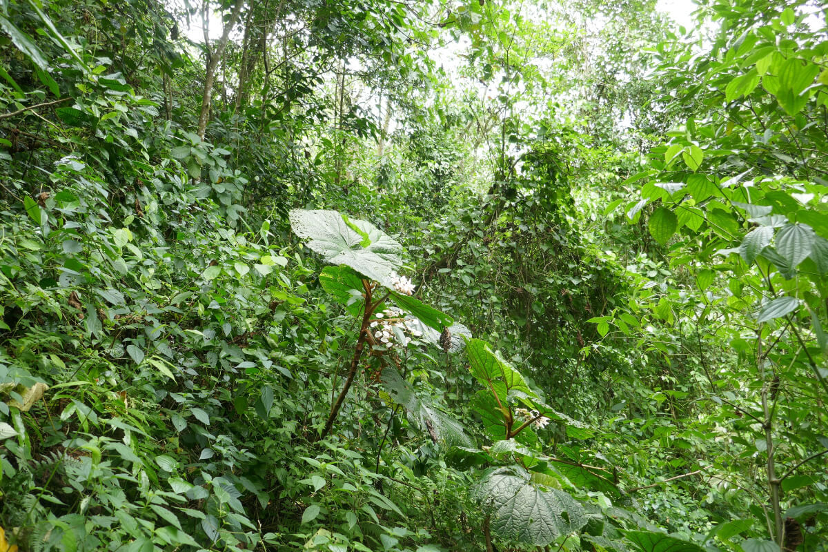 Begonia gigante junto a la Lagoa Amélia, en el Parque Natural Obô