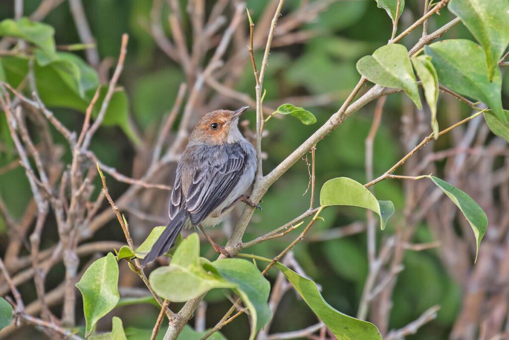 excursión de observación de aves en Santo Tomé