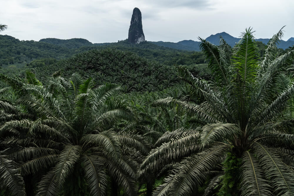 Pico Cão Grande visto entre palmeras en el sur de Santo Tomé