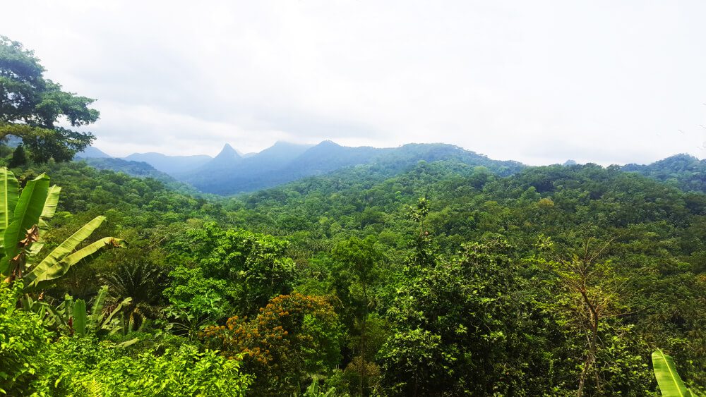 Selva tropical de Santo Tomé y Príncipe