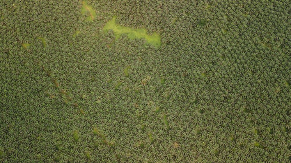 Vista aérea de una plantación de palmeras en Santo Tomé