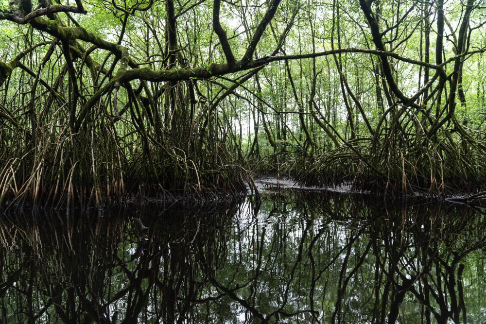 Manglar en la costa de Santo Tomé