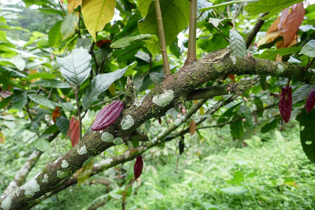 Mazorca de cacao en un árbol de Santo Tomé